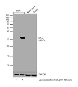 Invitrogen&trade;&nbsp;IL-1 beta Monoclonal Antibody (2805)