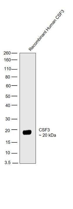 Invitrogen G-CSF Monoclonal Antibody (3316) 500 &mu;g; Unconjugated:Antibodies,