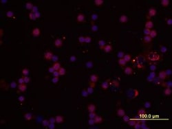 Invitrogen IL-1 alpha Monoclonal Antibody (4414) 500 &mu;g; Unconjugated:Antibodies,