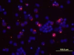 Invitrogen&trade;&nbsp;IL-2 Monoclonal Antibody (5355)