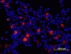 Invitrogen IL-8 (CXCL8) Monoclonal Antibody (6217) 500 &mu;g; Unconjugated:Antibodies,