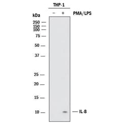 Invitrogen IL-8 (CXCL8) Monoclonal Antibody (6217) 500 &mu;g; Unconjugated:Antibodies,