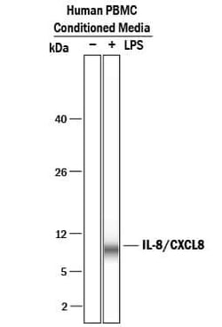 Invitrogen IL-8 (CXCL8) Monoclonal Antibody (6217) 500 &mu;g; Unconjugated:Antibodies,