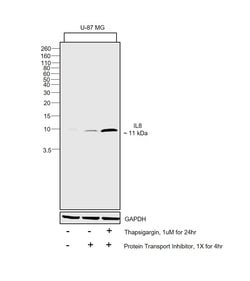 Invitrogen IL-8 (CXCL8) Monoclonal Antibody (6217) 500 &mu;g; Unconjugated:Antibodies,