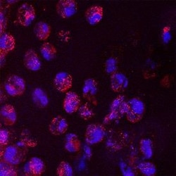 Invitrogen IL-6 Monoclonal Antibody (6708) 500 &mu;g; Unconjugated:Antibodies,
