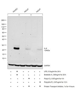 Invitrogen IL-6 Monoclonal Antibody (6708) 500 &mu;g; Unconjugated:Antibodies,