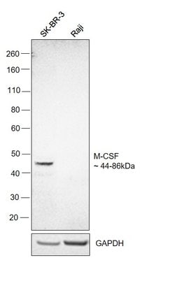 Invitrogen M-CSF Monoclonal Antibody (21113) 500 &mu;g; Unconjugated:Antibodies,