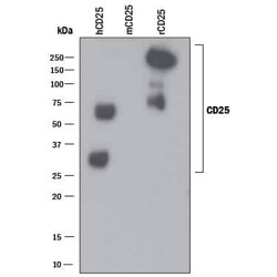 Invitrogen CD25 Monoclonal Antibody (24204) 500 &mu;g; Unconjugated:Antibodies,
