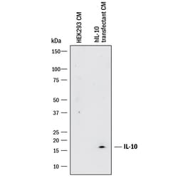 Invitrogen IL-10 Monoclonal Antibody (25209) 500 &mu;g; Unconjugated:Antibodies,