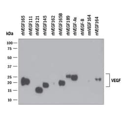 Invitrogen VEGF Monoclonal Antibody (26503) 500 &mu;g; Unconjugated:Antibodies,