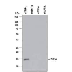 Invitrogen TNF alpha Monoclonal Antibody (28401) 500 &mu;g; Unconjugated:Antibodies,
