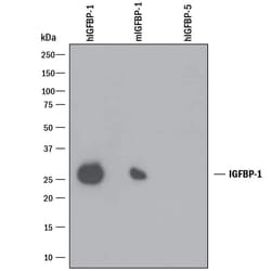 Invitrogen IGFBP-1 Monoclonal Antibody (33627) 500 &mu;g | Buy Online | Invitrogen&trade; | Fisher Scientific