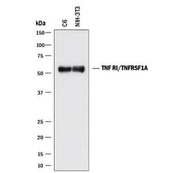 Invitrogen TNFR1 Monoclonal Antibody (47803) 500 &mu;g; Unconjugated:Antikroppar