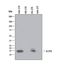 Invitrogen IL-17 A/F Monoclonal Antibody (50104) 500 &mu;g; Unconjugated:Antibodies,