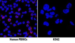 Invitrogen CXCL12 Monoclonal Antibody (79018) 500 &mu;g | Buy Online | Invitrogen&trade; | Fisher Scientific