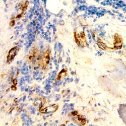 Invitrogen CXCL12 Monoclonal Antibody (79018) 500 &mu;g | Buy Online | Invitrogen&trade; | Fisher Scientific