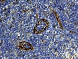 Invitrogen CXCL12 Monoclonal Antibody (79018) 500 &mu;g | Buy Online | Invitrogen&trade; | Fisher Scientific