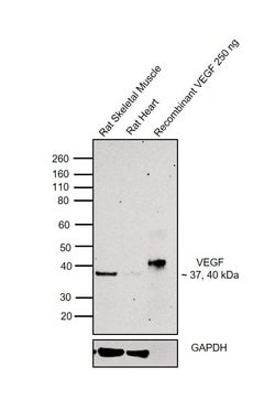 Invitrogen VEGF-164 Monoclonal Antibody (123704) 500 &mu;g; Unconjugated:Antibodies,