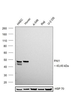 Invitrogen PAI1 Monoclonal Antibody (242816) 500 &mu;g; Unconjugated:Antibodies,