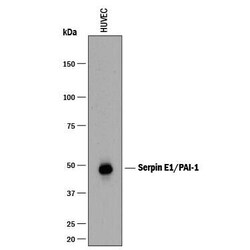 Invitrogen PAI1 Monoclonal Antibody (242816) 500 &mu;g; Unconjugated:Antibodies,