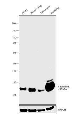Cathepsin L Monoclonal Antibody (204101), Invitrogen 100 &mu;g; Unconjugated:Antibodies,