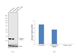 Cathepsin L Monoclonal Antibody (204101), Invitrogen 100 &mu;g; Unconjugated:Antibodies,