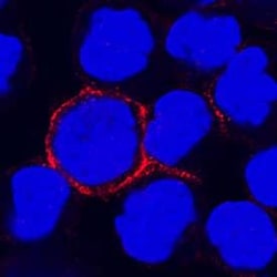 Invitrogen CD300f Monoclonal Antibody (234903) 100 &mu;g | Buy Online | Invitrogen&trade; | Fisher Scientific