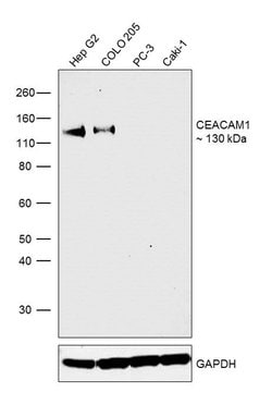 Invitrogen CEACAM1 Monoclonal Antibody (283340) 100 &mu;g; Unconjugated:Antibodies,