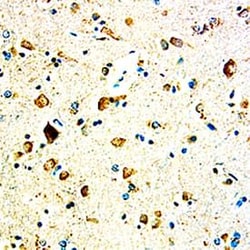 Invitrogen GASP1 Monoclonal Antibody (288518) 100 &mu;g | Buy Online | Invitrogen&trade; | Fisher Scientific