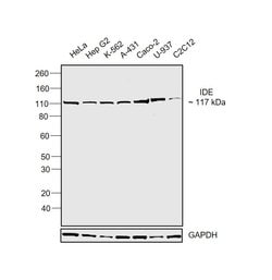 Invitrogen IDE Monoclonal Antibody (334501) 100 &mu;g; Unconjugated:Antibodies,