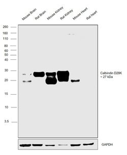 Invitrogen Calbindin D28K Monoclonal Antibody (401025) 100 &mu;g | Buy Online | Invitrogen&trade; | Fisher Scientific