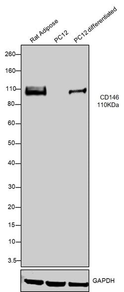 Invitrogen CD146 Monoclonal Antibody (404722) 100 &mu;g; Unconjugated:Antibodies,