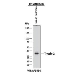 Invitrogen Trypsin 2 Monoclonal Antibody (410322) 100 &mu;g | Buy Online | Invitrogen&trade; | Fisher Scientific