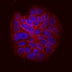 Invitrogen ITGB6 Monoclonal Antibody (437211) 100 &mu;g; Unconjugated:Antibodies,