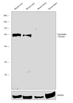 Invitrogen CEACAM6 Monoclonal Antibody (439424) 100 &mu;g; Unconjugated:Antibodies,