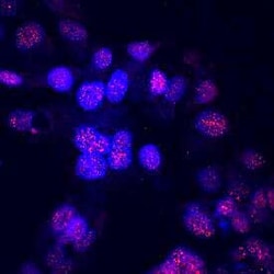 Invitrogen ONECUT2 Monoclonal Antibody (606014) 100 &mu;g | Buy Online | Invitrogen&trade; | Fisher Scientific