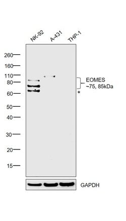 Invitrogen EOMES Monoclonal Antibody (644730) 100 &mu;g; Unconjugated:Antibodies,