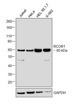 Invitrogen RCOR1 Monoclonal Antibody (658526) 100 &mu;g; Unconjugated:Antibodies,