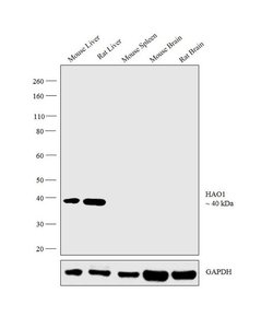 HAO1 Monoclonal Antibody (732410), Invitrogen 100 &mu;g; Unconjugated:Antibodies,