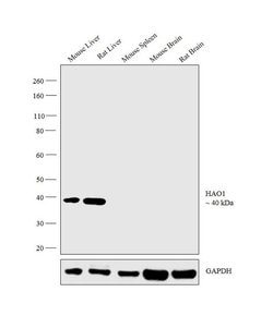 HAO1 Monoclonal Antibody (732410), Invitrogen 100 &mu;g; Unconjugated:Antibodies,