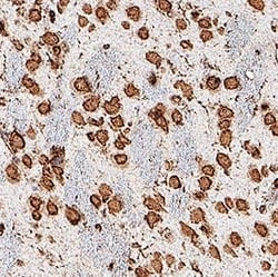 Invitrogen FZD3 Monoclonal Antibody (169310) 50 &mu;g | Buy Online | Invitrogen&trade; | Fisher Scientific