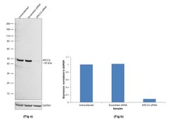 Invitrogen XRCC4 Monoclonal Antibody (5C10) 100 &mu;L; Unconjugated:Antibodies,