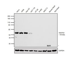 Invitrogen WWTR1 Monoclonal Antibody (CL0370) 100 &mu;L; Unconjugated:Antibodies,