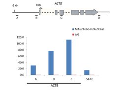 Invitrogen H2A.ZK7ac Recombinant Rabbit Monoclonal Antibody (RM222) 100