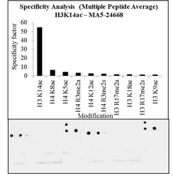 Invitrogen H3K14ac Recombinant Rabbit Monoclonal Antibody (RM130) 100 &mu;g | Buy Online | Invitrogen&trade; | Fisher Scientific