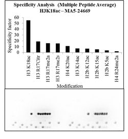 Invitrogen H3K18ac Recombinant Rabbit Monoclonal Antibody (RM166) 100 &mu;g;