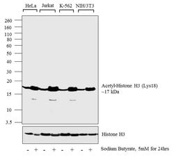 Invitrogen H3K18ac Recombinant Rabbit Monoclonal Antibody (RM166) 100 &mu;g;