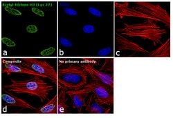 Invitrogen H3K27ac Recombinant Rabbit Monoclonal Antibody (RM172) 100 μg;