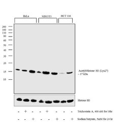 Invitrogen H3K27ac Recombinant Rabbit Monoclonal Antibody (RM172) 100 μg;