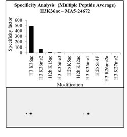 Invitrogen H3K36ac Recombinant Rabbit Monoclonal Antibody (RM154), ChIP-Verified